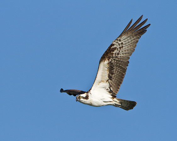 Osprey