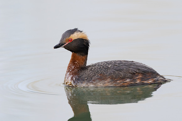 Horned Grebe