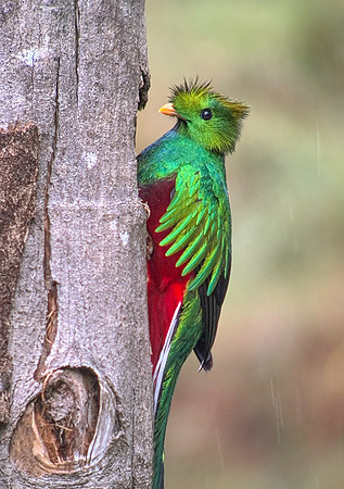 Our final destination was the Costa Rican highlands, home of the Resplendent Quetzal, pictured here. This image was taken on my iPhone through a spotting scope (aka "digiscoping") by a local guide.