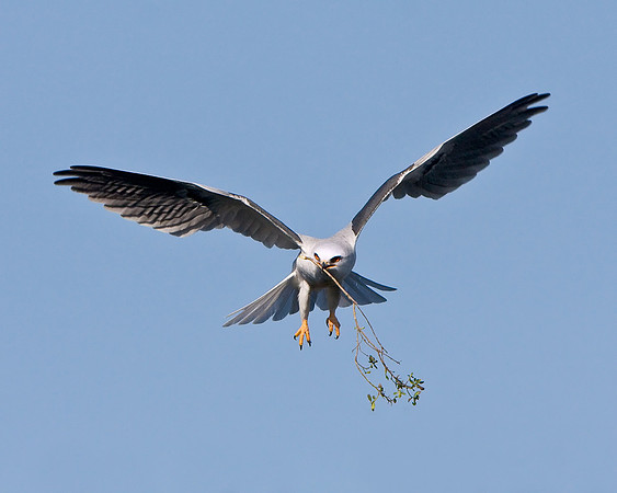 White-tailed Kite