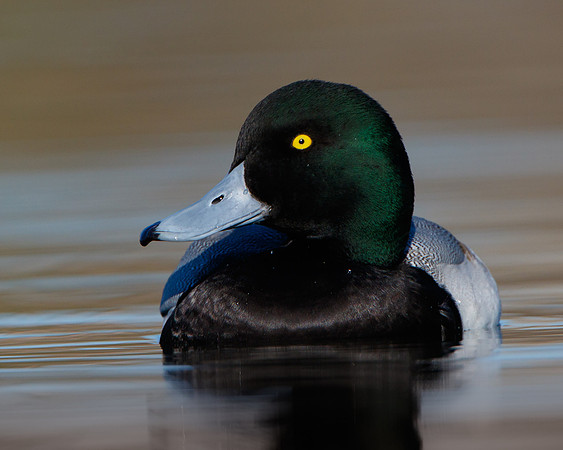 Greater Scaup, male
