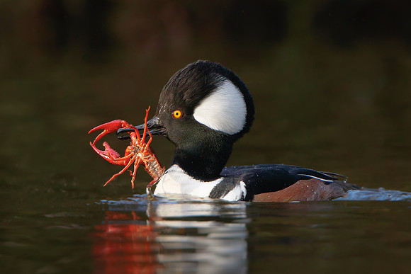 Hooded Merganser, with crayfish