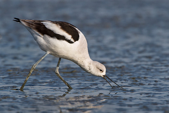 American Avocet