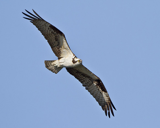 Osprey