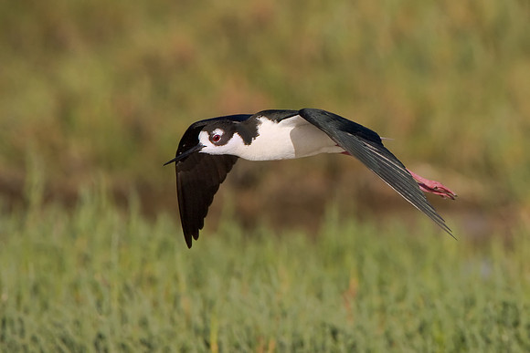 Black-necked Stilt