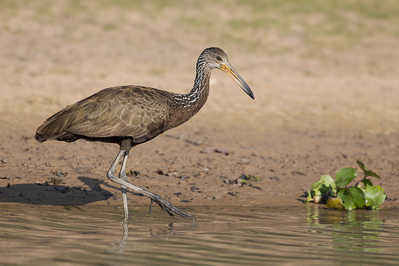 Limpkin