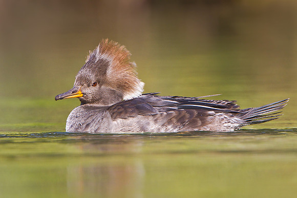Hooded Merganser, female