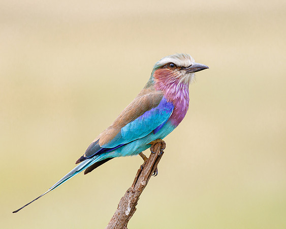 Lilac-breasted Roller