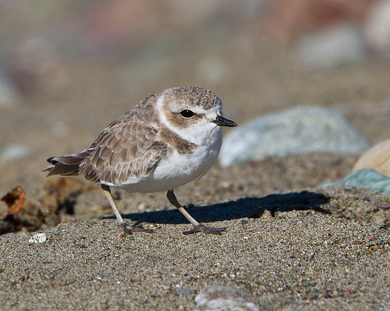 Snowy Plover