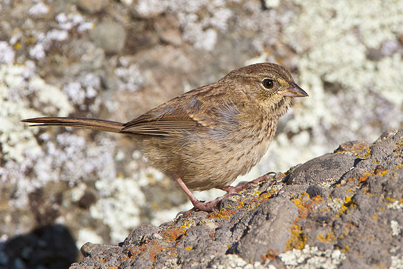 Rufous-crowned Sparrow, juvenile