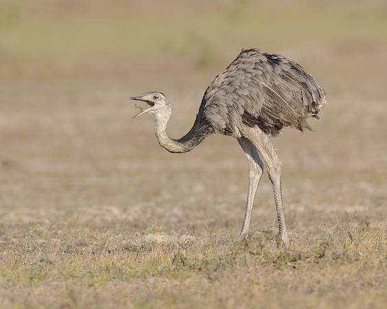 Greater Rhea