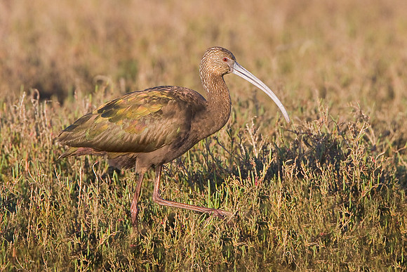 White-faced Ibis