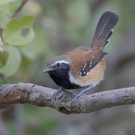 Rusty-backed Antwren
