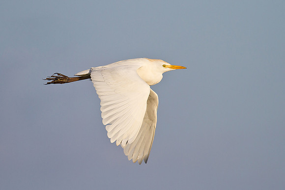 Cattle Egret