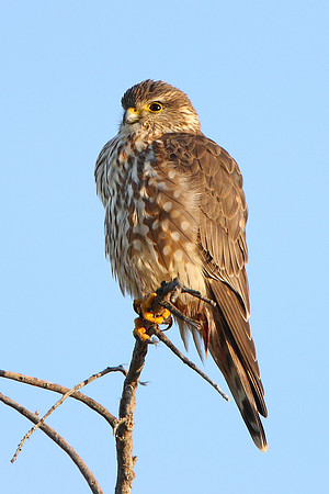 Merlin