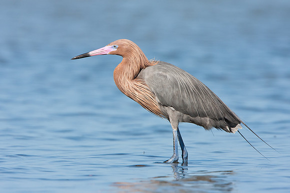 Reddish Egret