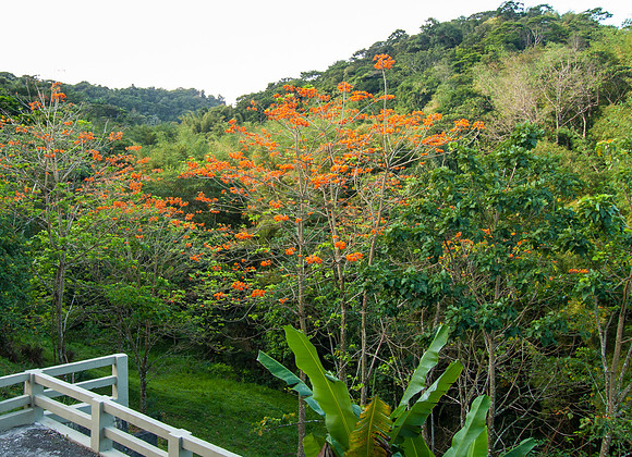 View from Cuffie River lodge
