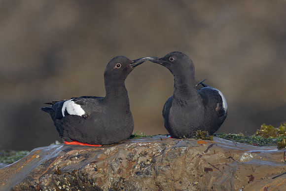Pigeon Guillemots, courtship