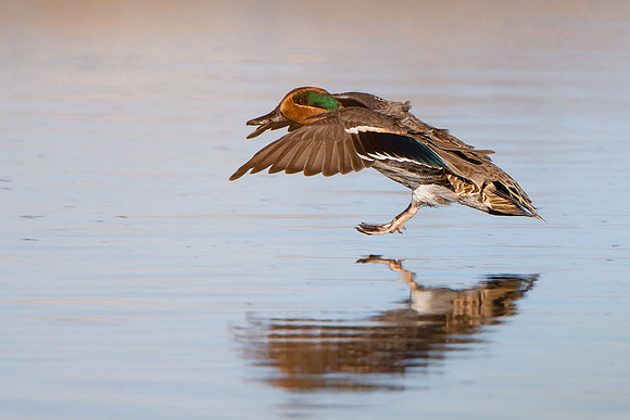 Green-winged Teal landing