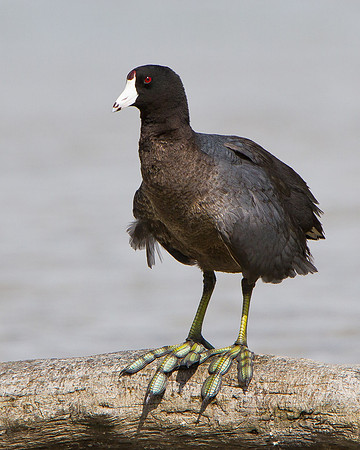American Coot