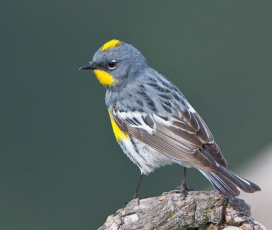 Yellow-rumped (Audubon's) Warbler, breeding plumage