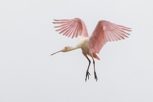 Roseate Spoonbill