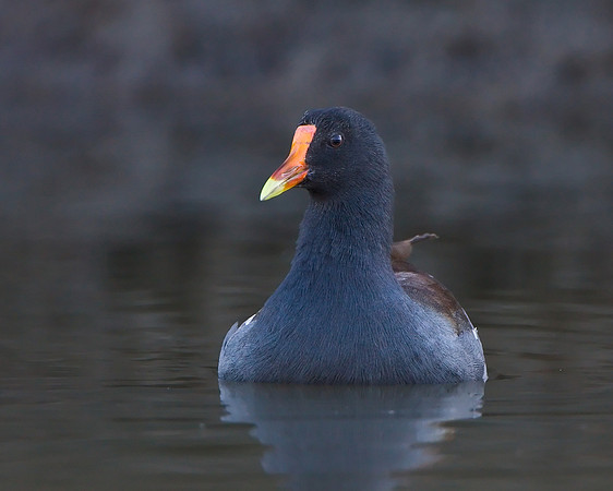 Common Gallinule
