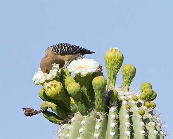 Gila Woodpecker atop Saguaro cactus, feeding on nectar in flowers