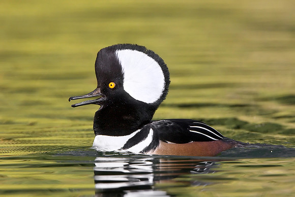 Hooded Merganser