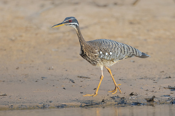 Sunbittern