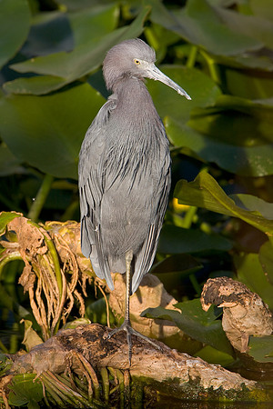 Little Blue Heron