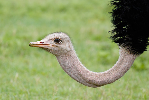 Ostrich