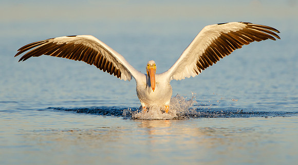 American White Pelican, landing