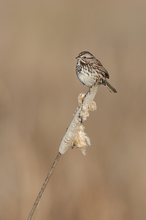 Song Sparrow