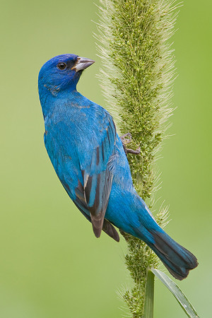 Indigo Bunting feeding on foxtail