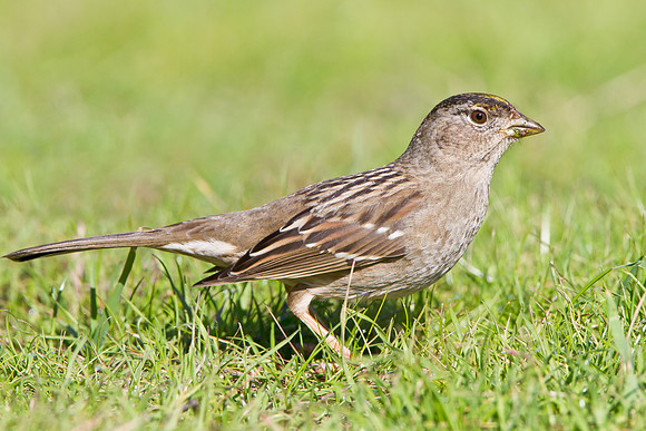 Golden-crowned Sparrow