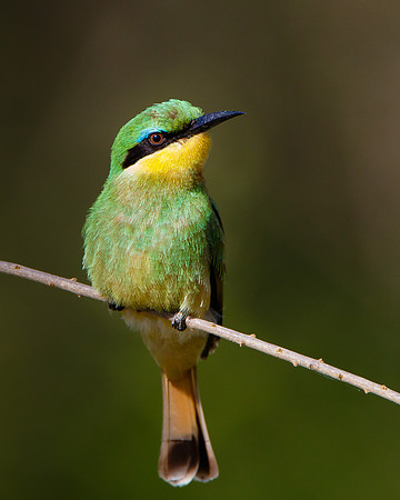 Little Bee-eater