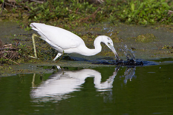 Little Blue Heron, juvenile