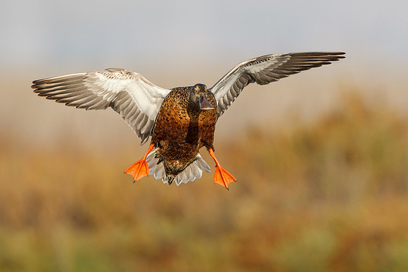 Northern Shoveler, landing