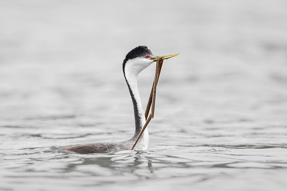 Western Grebe with nest material