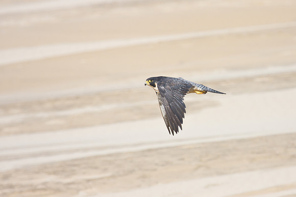 Peregrine Falcon, in sand dunes