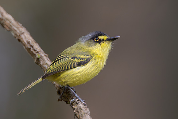 Gray-headed Tody-Flycatcher