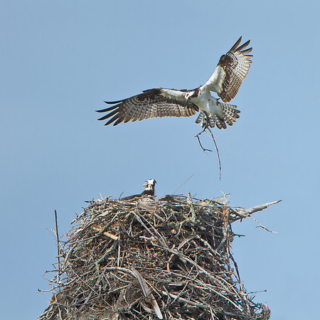Osprey, approaching nest