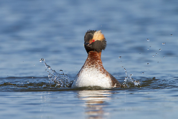 Horned Grebe