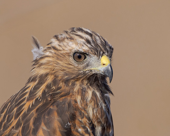 Red-shouldered Hawk
