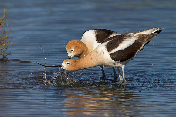 American Avocets; pre-coital ritual