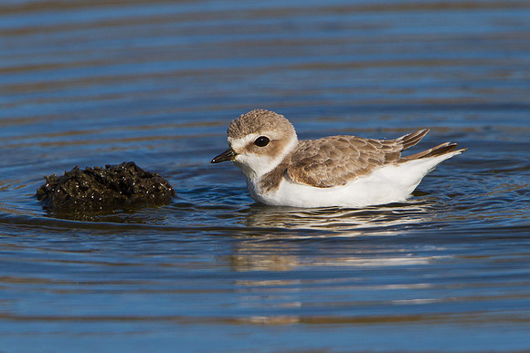 Snowy Plover, bathing