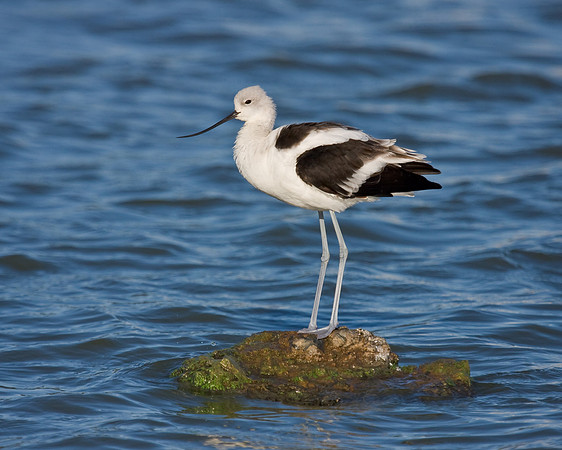American Avocet