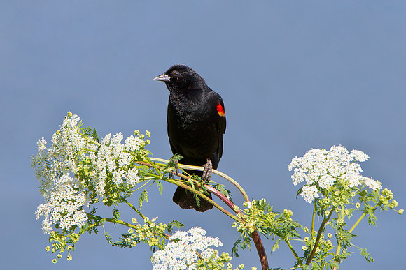 Red-winged Blackbird