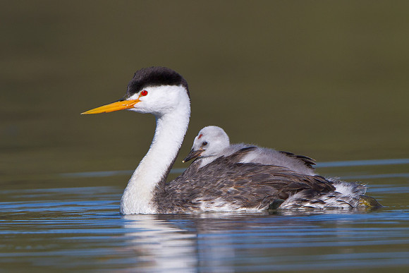 Clark's Grebe, with chick riding atop parent